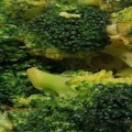 Fresh Sautéed Broccoli 