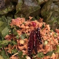 Nam Kao - Crispy Rice Salad